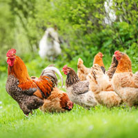 CRR Animal Healthcare Journey