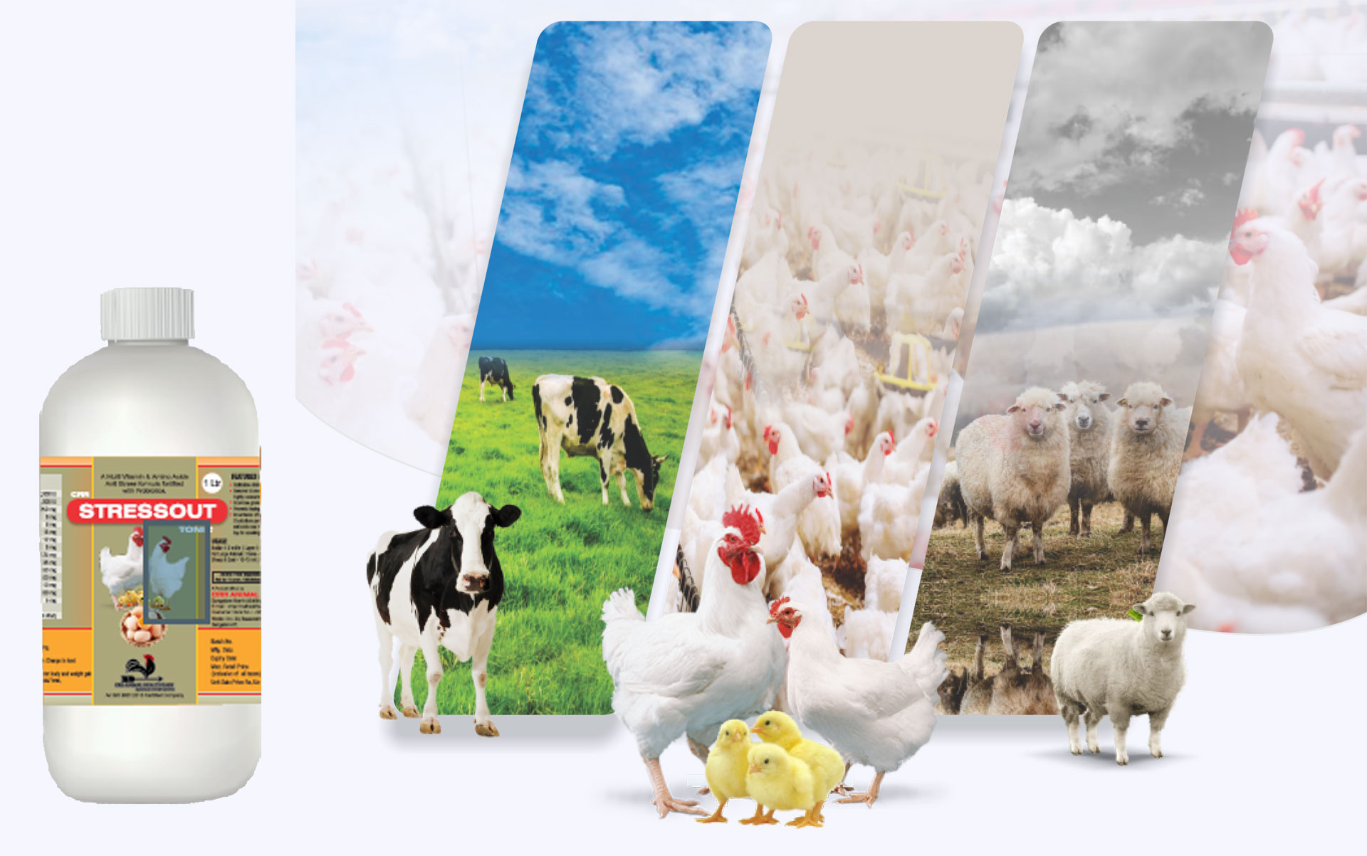 Acifite-PH - Highly Concentrated Acidifier Premix for Poultry Gut Health