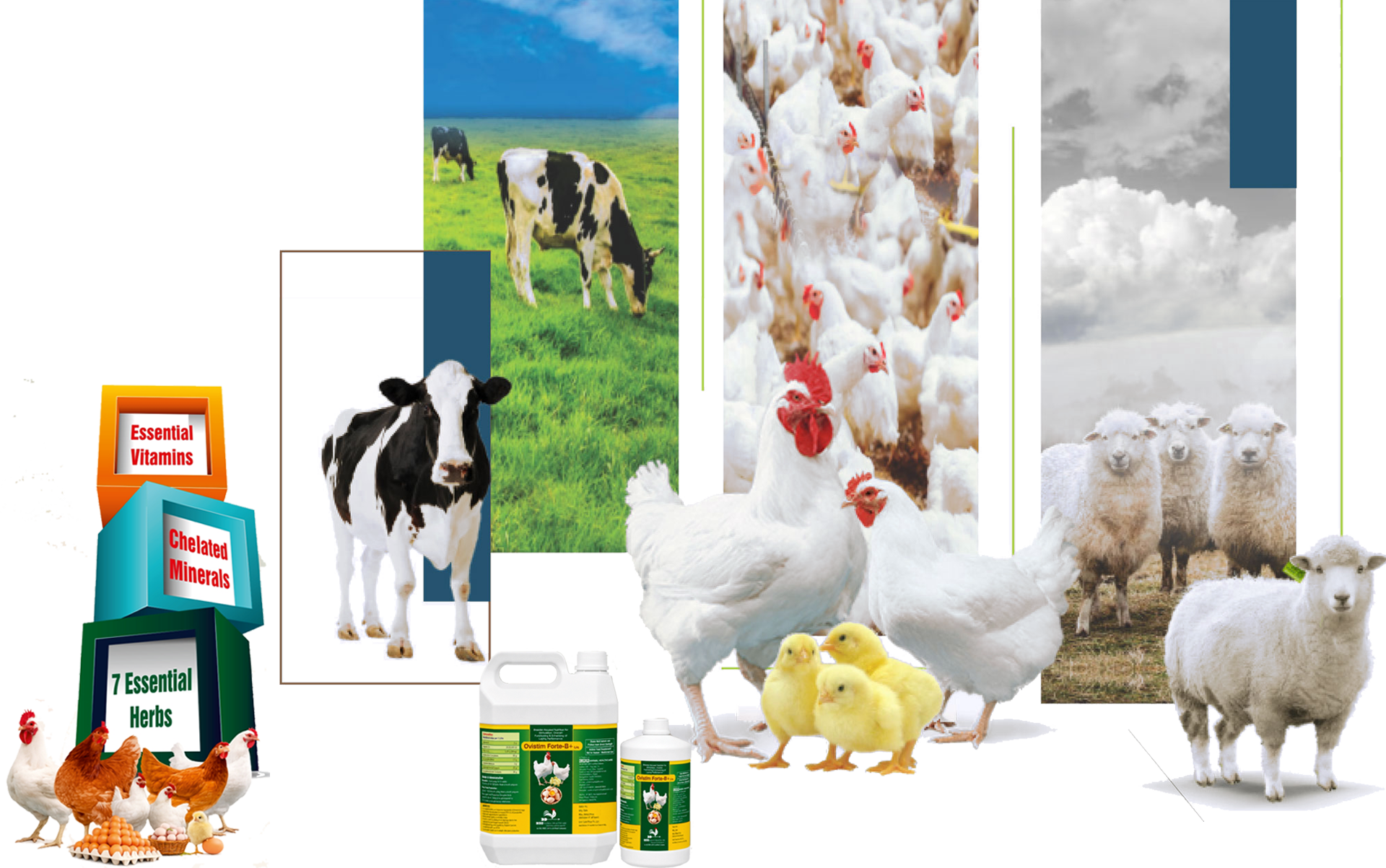 Ovistim Forte-B+ - Breeder Nutrition for Laying Performance